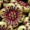 Flower Beads 18mm