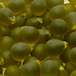10pcs Czech Pressed Glass Teardrop Beads 10x14mm Brown Olivine Matte